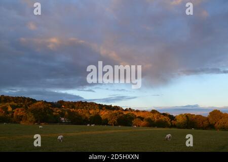 Pleasant Weald of Kent Blick auf die Landschaft bei Greensand Ridge in der Nähe von Underriver, Sevenoaks, Oktober. Schafe im Feld am Abend, Weide, friedliche Szene Stockfoto