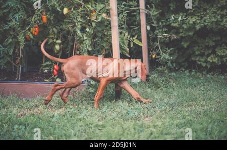 Junger ungarischer Vizsla-Welpe, der im Garten läuft. Tomatenpflanzen im Hintergrund. Stockfoto