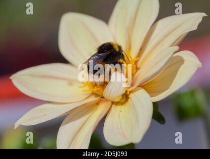 Flauschige Bumblebee Schlemmen auf Nektar aus einer gelben Dahlia Blume. Stockfoto