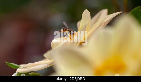 Marmelade Hoverfly Fütterung von Nektar und Pollen aus einer gelben Dahlia Blume. Stockfoto