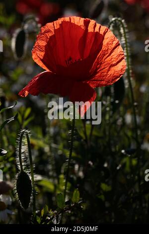 Roter Mohn (Papaver rhoeas) auf einer Wildblumenwiese Stockfoto