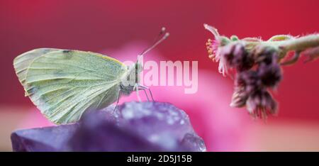 Weißkohl-Schmetterling (Pieris rapae) auf einem großen Amethyst-Kristall.EINE Sempervivum Sukkulente in Blüte ist auch im Bild.Aufnahme auf einem rosa Hintergrund. Stockfoto