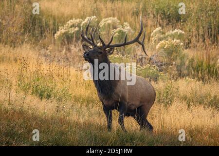 Ein Bullenelch oder Wapiti im Yellowstone National Park in Wyoming, USA. Stockfoto