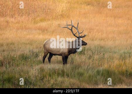 Ein Bullenelch oder Wapiti im Yellowstone National Park in Wyoming, USA. Stockfoto