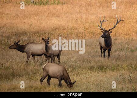 Ein Bullenelch oder Wapiti mit drei Kühen seines Harems im Yellowstone National Park in Wyoming, USA. Stockfoto