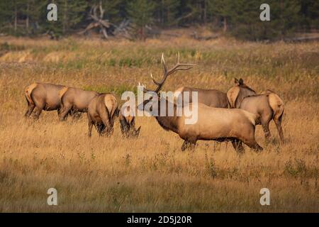 Ein Bullenelch oder Wapiti mit seinem Harem von Kuhelch im Yellowstone National Park in Wyoming, USA. Stockfoto