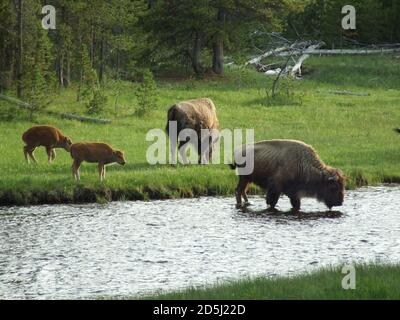 Eine kleine Herde amerikanischer Bison mit kleinen Kälbern entlang eines Flusses im Yellowstone National Park in Wyoming, USA. Stockfoto