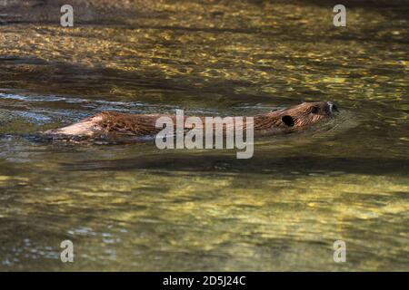 Ein nordamerikanischer Biber, Castor canadensis, im Sonoran Desert Museum in der Nähe von Tucson, Arizona. Stockfoto