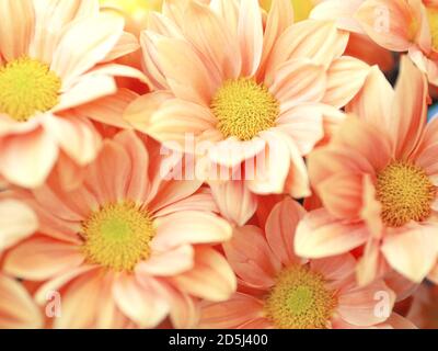 Bunte Strauß Gerbera Rosen Blumen, pastellrosa Pfirsichfarbe mit gelber Mitte. Flach liegend, Ansicht von oben. Stockfoto