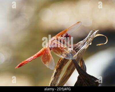 Orange Flamme Skipper Libelle auf einem Blatt Stockfoto