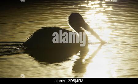 Pelican Silhouetten durch untergehende Sonne reflektierend aus Wasser Stockfoto