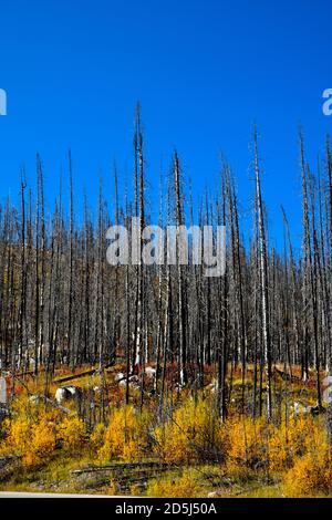 Ein vertikales Bild von Bäumen, die bei einem Waldbrand am Medicine Lake im Jasper National Park Alberta Canada verbrannt wurden. Stockfoto