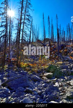 Ein vertikales Bild von Bäumen, die bei einem Waldbrand am Medicine Lake im Jasper National Park Alberta Canada verbrannt wurden. Stockfoto