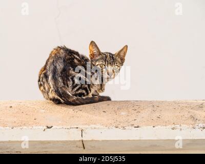 Niedliches kleines Kätzchen, das auf dem Sand sitzt Stockfoto