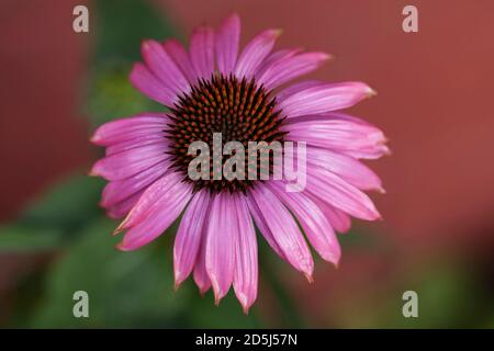 Echinacea Blume in voller Blüte.wird als gesunder Kräutertee verwendet. Stockfoto