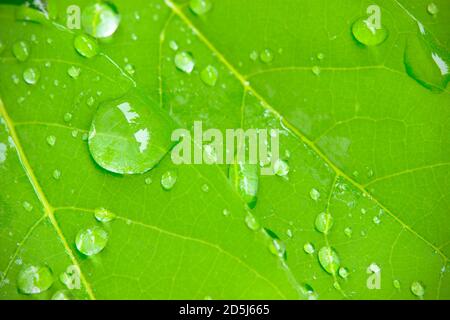 Closeup Tau Tropfen auf Blätter in der Morgensonne und grüne Umgebung. Wassertröpfchen kommen aus dem Regen auf den Blättern. Das Konzept der Schönheit und Stockfoto
