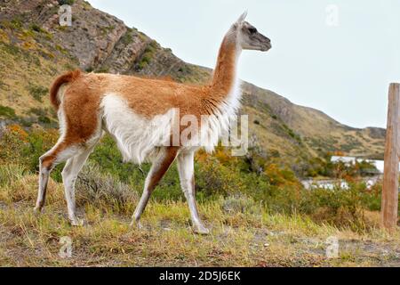 Chile, Südamerika Stockfoto