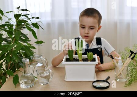 Der Junge des Vorschulkinder sitzt am Tisch und löst den Boden in einem Blumentopf, mit Hyazinthbirnen, einem dünnen Stock. Stockfoto