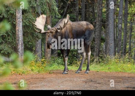 Ein Blick von vorne auf einen wilden Bullenelch "Alces Alces", der in seinem Waldhabitat im Jasper National Park in Alberta Canada nach vorne blickt. Stockfoto