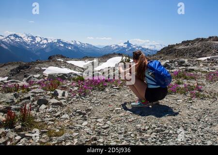 Eine junge Frau, die auf dem Whistler Mountain wandert, hält an, um ein Foto von violetten Wildblumen zu machen, mit Blick auf schneebedeckte Gipfel und Black Tusk in British-C Stockfoto