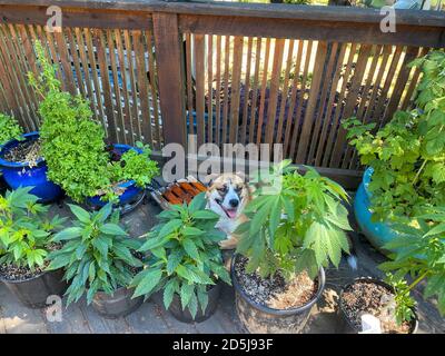 Auf einer Terrasse sitzt ein Husky-Mischhund von St. Bernard Umgeben von Cannabispflanzen (Marihuana) im Sommer Stockfoto