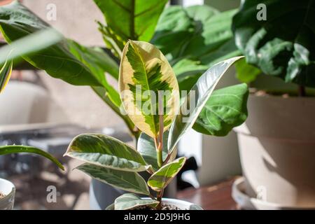 Ein kleiner Varigated Rubber Tree (Ficus Elastica Variegata) sitzt in einem weißen Topf auf einem Schreibtisch, der ein Home Office schmückt, mit einer Fiddle Leaf Fig im Backgro Stockfoto