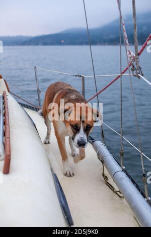 Ein Husky St Bernard Mix Hund läuft an einem tristen Tag in Vancouver, British-Columbia, auf der Seite eines Segelbootes, während er in den Hafen segelt Stockfoto