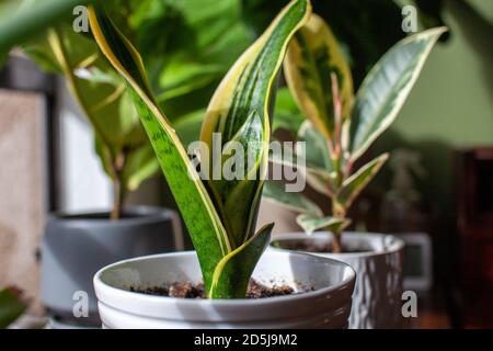 Eine junge wachsende Schlangenpflanze (Dracaena trifasciata, die Zunge der Schwiegermutter) sitzt in einem kleinen weißen Topf als Zimmerpflanze an einem Fenster mit neuen Blättern Sprou Stockfoto