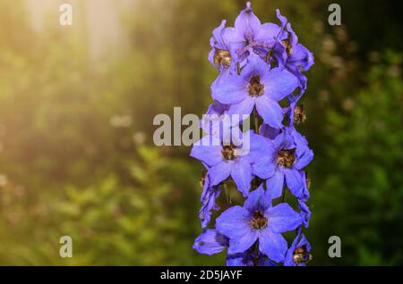 Delphinium ist eine schöne blaue Blume, die die Sonne sehr liebt. Stockfoto