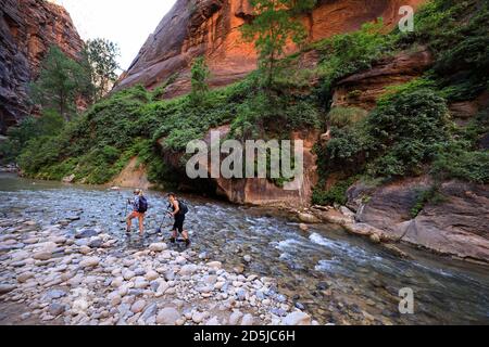 Springdale, Utah, USA. 10. August 2020. Zwei Wanderer waten durch Gewässer in den Narrows. The Narrows ist der schmalste Abschnitt des Zion Canyon und eine der besten Wanderungen im Park und auf dem Colorado Plateau. Der Zion National Park ist ein Naturschutzgebiet im Südwesten Utahs, das sich durch die steilen roten Klippen des Zion Canyon auszeichnet. Der Zion Canyon Scenic Drive führt durch seinen Hauptabschnitt zu Waldwegen entlang des Virgin River. Der Fluss fließt zu den Emerald Pools, die Wasserfälle und einen hängenden Garten haben. Auch entlang des Flusses, teilweise durch tiefe Abgründe, ist Zion Narrows Watwanderung. (Bild: © R Stockfoto