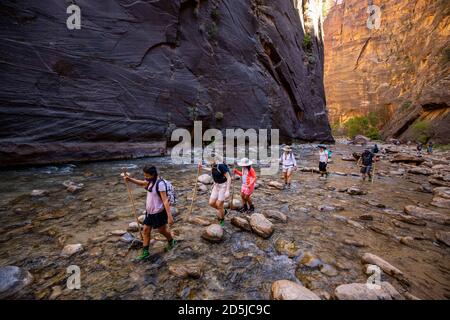 Springdale, Utah, USA. August 2020. Wanderer waten durch Gewässer in den Narrows. The Narrows ist der schmalste Abschnitt des Zion Canyon und eine der besten Wanderungen im Park und auf dem Colorado Plateau. Der Zion National Park ist ein Naturschutzgebiet im Südwesten Utahs, das sich durch die steilen roten Klippen des Zion Canyon auszeichnet. Der Zion Canyon Scenic Drive führt durch seinen Hauptabschnitt zu Waldwegen entlang des Virgin River. Der Fluss fließt zu den Emerald Pools, die Wasserfälle und einen hängenden Garten haben. Auch entlang des Flusses, teilweise durch tiefe Abgründe, ist Zion Narrows Watwanderung. (Bild: © Ruari Stockfoto