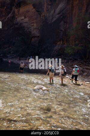 Springdale, Utah, USA. August 2020. Wanderer waten durch Gewässer in den Narrows. The Narrows ist der schmalste Abschnitt des Zion Canyon und eine der besten Wanderungen im Park und auf dem Colorado Plateau. Der Zion National Park ist ein Naturschutzgebiet im Südwesten Utahs, das sich durch die steilen roten Klippen des Zion Canyon auszeichnet. Der Zion Canyon Scenic Drive führt durch seinen Hauptabschnitt zu Waldwegen entlang des Virgin River. Der Fluss fließt zu den Emerald Pools, die Wasserfälle und einen hängenden Garten haben. Auch entlang des Flusses, teilweise durch tiefe Abgründe, ist Zion Narrows Watwanderung. (Bild: © Ruari Stockfoto