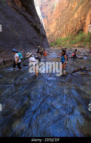 Springdale, Utah, USA. August 2020. Wanderer waten durch Gewässer in den Narrows. The Narrows ist der schmalste Abschnitt des Zion Canyon und eine der besten Wanderungen im Park und auf dem Colorado Plateau. Der Zion National Park ist ein Naturschutzgebiet im Südwesten Utahs, das sich durch die steilen roten Klippen des Zion Canyon auszeichnet. Der Zion Canyon Scenic Drive führt durch seinen Hauptabschnitt zu Waldwegen entlang des Virgin River. Der Fluss fließt zu den Emerald Pools, die Wasserfälle und einen hängenden Garten haben. Auch entlang des Flusses, teilweise durch tiefe Abgründe, ist Zion Narrows Watwanderung. (Bild: © Ruari Stockfoto