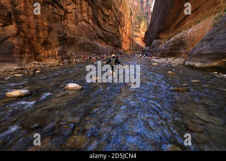 Springdale, Utah, USA. August 2020. Wanderer waten durch Gewässer in den Narrows. The Narrows ist der schmalste Abschnitt des Zion Canyon und eine der besten Wanderungen im Park und auf dem Colorado Plateau. Der Zion National Park ist ein Naturschutzgebiet im Südwesten Utahs, das sich durch die steilen roten Klippen des Zion Canyon auszeichnet. Der Zion Canyon Scenic Drive führt durch seinen Hauptabschnitt zu Waldwegen entlang des Virgin River. Der Fluss fließt zu den Emerald Pools, die Wasserfälle und einen hängenden Garten haben. Auch entlang des Flusses, teilweise durch tiefe Abgründe, ist Zion Narrows Watwanderung. (Bild: © Ruari Stockfoto