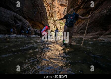 Springdale, Utah, USA. August 2020. Wanderer waten durch Gewässer in den Narrows. The Narrows ist der schmalste Abschnitt des Zion Canyon und eine der besten Wanderungen im Park und auf dem Colorado Plateau. Der Zion National Park ist ein Naturschutzgebiet im Südwesten Utahs, das sich durch die steilen roten Klippen des Zion Canyon auszeichnet. Der Zion Canyon Scenic Drive führt durch seinen Hauptabschnitt zu Waldwegen entlang des Virgin River. Der Fluss fließt zu den Emerald Pools, die Wasserfälle und einen hängenden Garten haben. Auch entlang des Flusses, teilweise durch tiefe Abgründe, ist Zion Narrows Watwanderung. (Bild: © Ruari Stockfoto