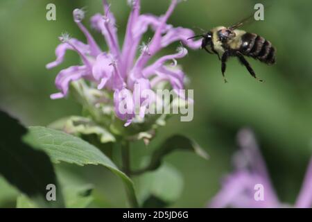 Bild von Bienen bestäuben Blumen in einem Hausgarten. Stockfoto