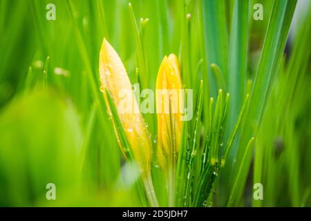 Schöne Krokusse im Garten. Geringe Tiefenschärfe. Stockfoto