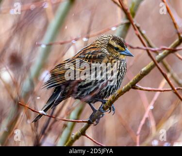 Niedliche weibliche, rot geflügelte Amsel sitzt auf einem Zweig im Schneefall. Gefleckte braune und gelbe Federn. Winterbild mit Schneeflocken. Stockfoto