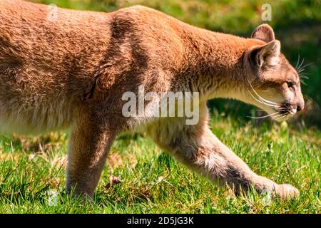 Schöner oranger Berglöwe, der durch das Gras und die Bäume spazierengeht. Kontrastierender grüner Hintergrund. Nahaufnahme des puma-Bildes. Gras, Blätter und Äste Stockfoto
