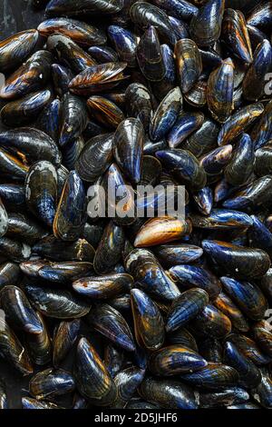 Frische rohe Bio-Muscheln auf dem Fischmarkt in der Normandie In Frankreich als natürlicher Hintergrund Stockfoto