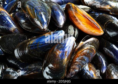 Frische rohe Bio-Muscheln auf dem Fischmarkt in Frankreich Nahaufnahme Stockfoto