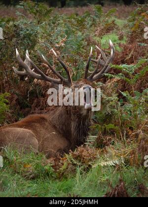 Großer Rothirsch-Hirsch, der im dichten Bracken liegt und während der jährlichen Rut im Bushy Park, London, brüllt Stockfoto
