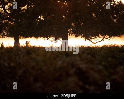 Der Fotograf hat bei Sonnenaufgang in den Bäumen einen Silhouettenriss gemacht und die jährliche Red Deer Rut im Bushy Park, London, fotografiert. Stockfoto