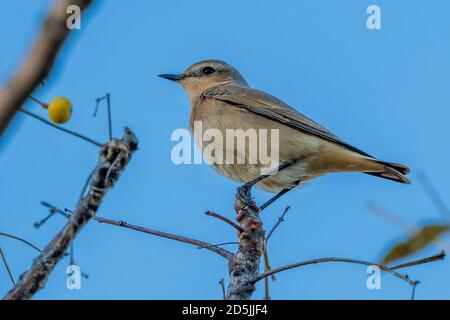 Isabelline Wheatear Oenanthe isabellina Costa Ballena Cadiz Spanien Stockfoto