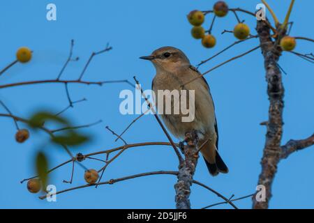 Isabelline Wheatear Oenanthe isabellina Costa Ballena Cadiz Spanien Stockfoto