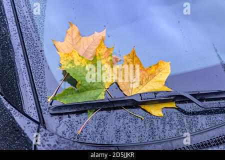 Gefallene gelbe, grüne und braune Blätter liegen im Frühherbst an der Windschutzscheibe eines Autos. Stockfoto
