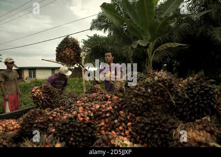 Menschen laden frisch geerntete Ölpalmenfrüchte auf einen Pick-up-Truck am Straßenrand in der Provinz Bengkulu, Sumatra, Indonesien. Stockfoto