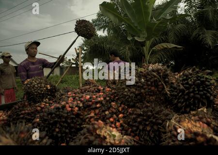 Menschen laden frisch geerntete Ölpalmenfrüchte auf einen Pick-up-Truck am Straßenrand in der Provinz Bengkulu, Sumatra, Indonesien. Stockfoto