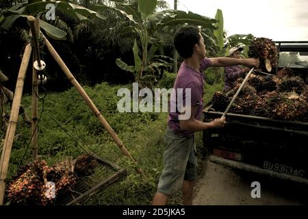 Menschen laden frisch geerntete Ölpalmenfrüchte auf einen Pick-up-Truck am Straßenrand in der Provinz Bengkulu, Sumatra, Indonesien. Stockfoto