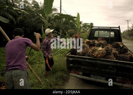 Menschen laden frisch geerntete Ölpalmenfrüchte auf einen Pick-up-Truck in der ländlichen Gegend der Provinz Bengkulu, Sumatra, Indonesien. Stockfoto